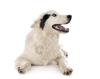 雅库天莱卡演播室小狗工作室动物白色眼睛双色宠物黑色蓝色背景图片