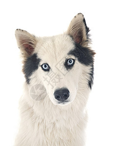 雅库天莱卡演播室小狗蓝色工作室白色眼睛双色黑色动物宠物背景图片