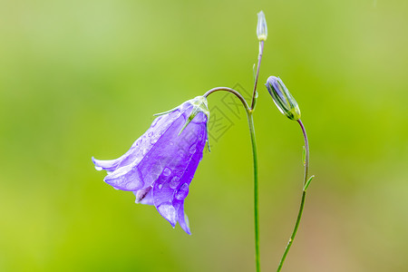 花朵 野生花卉植物花瓣蓝色日光团体紫色场地植物学草地花园宏观背景图片