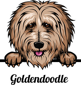 金黄猎犬头彩色头狗 - 在白色上孤立的矢量种群图解插画