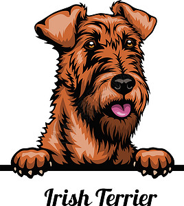 爱尔兰蓝梗爱尔兰Terrier - 色头狗 - 白色孤立的矢量插图插画