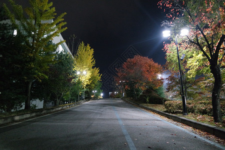秋天的街道夜里看到铺面行人的道路 或走在树边的路上人行道街道车道树木旅行植物学小路途径旅游后院背景