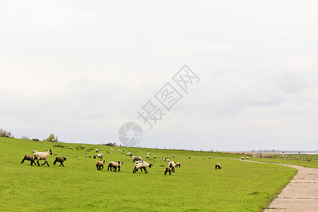 斯塔夫杰泰特有绵羊和牧草的景观 塞赫斯泰特 杰德 瓦瑟马希 德国背景