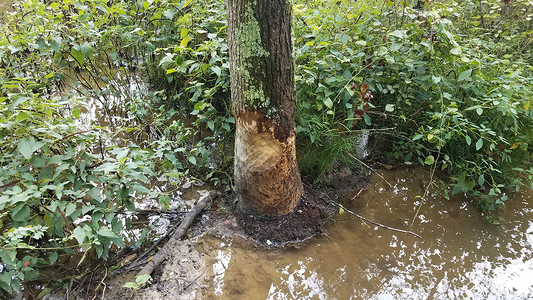 树上的泥土和水中 有海狸咬痕动物分数咀嚼植物背景图片
