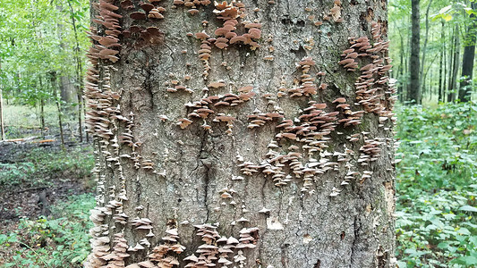 在树干上生长的蘑菇和真菌树木木头植物群植物学腐烂菌类森林背景图片