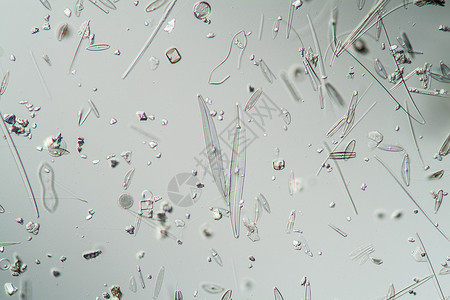 硅酸镁调查显微术高清图片
