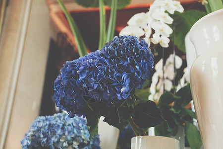 花瓶里的蓝羽花花束植物群叶子植物花瓣装饰蓝色绣球花风格背景图片
