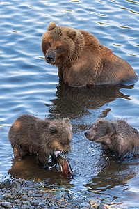 半岛灰熊野生Kamchatka棕褐色母熊与两只熊熊熊幼熊捕捉红鲑鱼背景