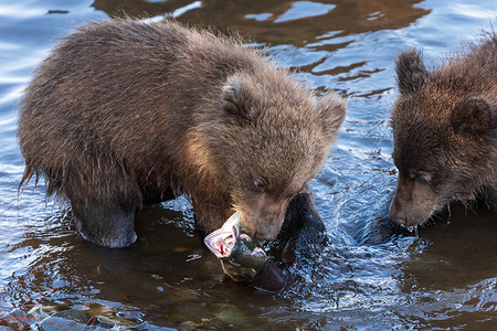 熊吃鱼棕熊幼熊在产卵期间在河中捕捞红鲑鱼 在水中吃鱼背景