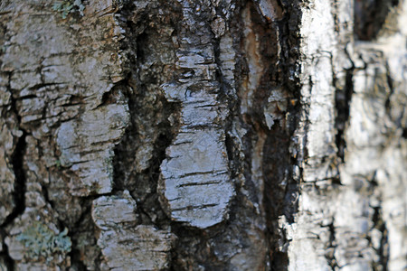 Birch的后备箱特写 背景 纹理 模式材料季节森林环境木头宏观植物风化晴天公园背景图片