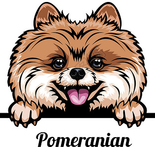 Pomeranian头型 - 狗品种 被白色背景孤立的狗头的颜色图像插画