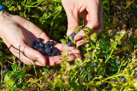 女人在森林里采集有机蓝莓 女手在夏季森林里收集蓝莓 女人的手上沾满了蓝莓食物衬套女性收成农业季节饮食宏观浆果甜点背景图片
