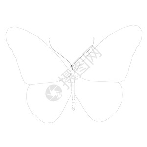 在白色背景上隔离的黑色线条上的蝴蝶轮廓 矢量插图背景图片