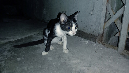 黑白可爱猫特辑背景图片