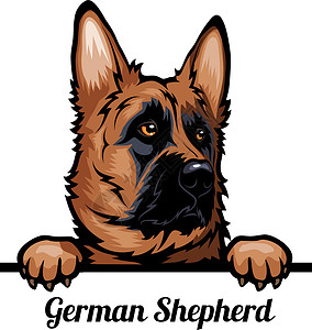 德国牧羊犬德国头牧羊犬 - 狗品种 在白色背景下被孤立的狗头的彩色图像插画