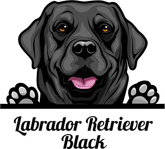 头拉布拉多猎犬黑色-狗品种 在白色背景上被隔离的狗头的彩色图像背景图片