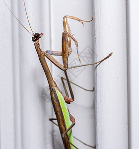 家门框上的棕色祈祷爆头木头昆虫野生动物宏观动物门框害虫捕食者漏洞背景图片