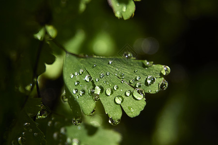 基韦斯特种族带小滴水的松叶环境阳光晴天植被摄影蕨类旅行风景生长生态背景