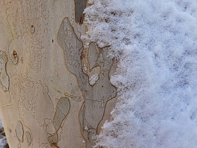 雪树树树皮纹理图片