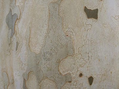 树树皮纹理特写 木桩树皮背景图片