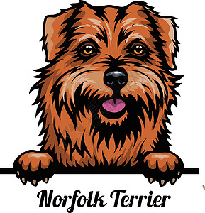 诺福克梗诺福克·泰瑞尔头 - 狗品种 白背景被隔离的狗头的彩色图像插画