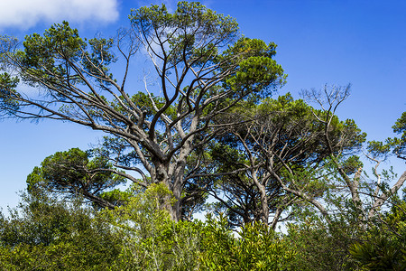 康斯坦博西植物园开普顿植物园的南非大树全景天气花园森林旅游荒野衬套热带树木植物群背景