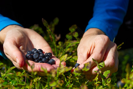 女人在森林里采集有机蓝莓 女手在夏季森林里收集蓝莓 女人的手上沾满了蓝莓收成女孩食物季节农业女性衬套饮食浆果荒野背景图片