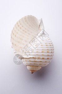 海贝壳影棚对象自然纹海上生活摄影背景图片