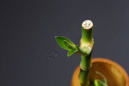 竹子叶子摄影彩色背景脆弱性生长影棚幼苗新生活背景图片