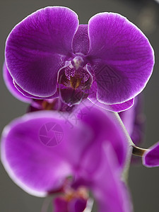 兰花粉色植物学植物群热带植物背景图片