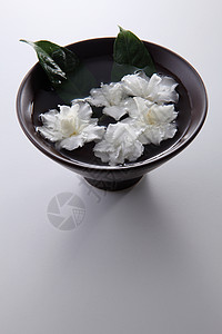 茉菊花香气花园植物茉莉花朵叶子白色季节性绿色花瓣背景图片