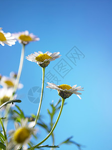 菊花花墙纸风景场地生态蓝色季节甘菊洋甘菊植物雏菊背景图片