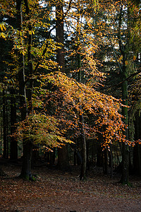 秋色的树 林中低日光下的金叶太阳森林树木黄色橙子蓝色阳光背景图片