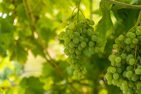 葡萄园的景象 在日落时有成熟的葡萄酒厂藤蔓农村国家生长叶子栽培阳光太阳季节背景