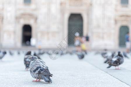 广场铺地素材鸽子躺在米兰大教堂广场的铺地上岩鸽家庭铺路荒野天空建筑学街道动物翅膀城市背景