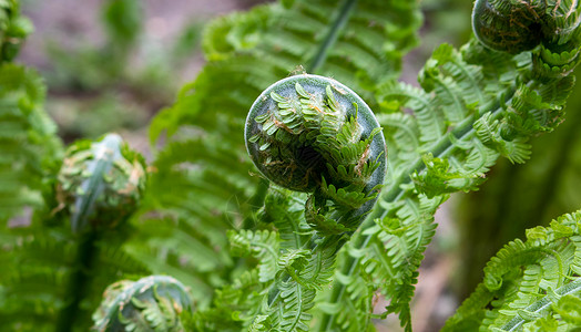 Matteuccia 的蕨类植物螺旋是蕨类植物的一个属 只有一个物种 俗名鸵鸟蕨 蕨菜蕨或羽毛球蕨提琴手羽毛球鸵鸟背景图片