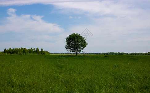 美丽的夏日风景 一片绿树就站在一片绿地上天空草地阳光孤独农业晴天场景地平线蓝色叶子图片