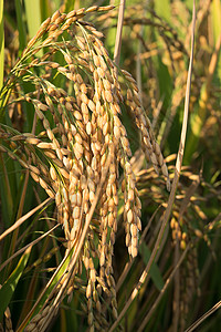 稻田耳里的稻种 紧闭起来背景图片