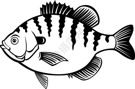 翻车鱼或铜鼻子鱼边视图黑白插画