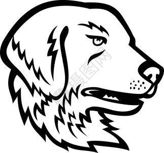 南比利牛斯山伟大的比利牛斯狗或皮里牛山狗黑白马士哥头目插画