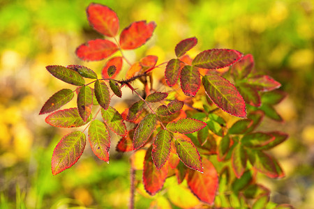 秋色 玫瑰花树 橙叶和黄色树叶的近视高清图片