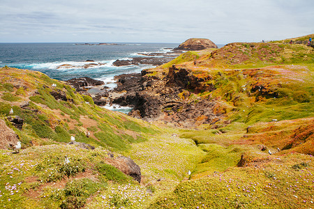 菲利普科特勒菲利普岛的Nobbies景观岩石擦洗海滩风景海洋海岸线天空旅游植物旅行背景