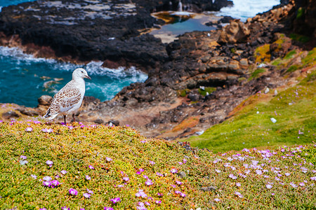 菲利普岛岩石海鸥高清图片