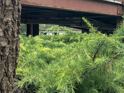用叶子纹理和在背景上架桥的木树树树皮树干 树枝和树枝公园园艺宏观针叶木头森林收成农业花园云杉背景图片