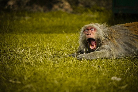 打个哈欠长毛的猴子张开嘴打大哈哈欠动物群野生动物狒狒动物成人说谎哺乳动物头发祖先猕猴背景