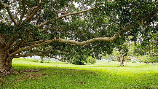 散布大树的公园地树木雨量植被季节树干风景木头分支机构生长热带背景图片