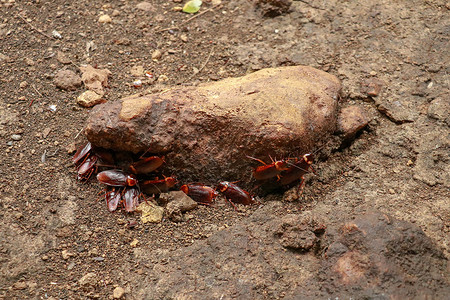 特写墙上蟑螂的视线 六条腿 翅膀和两根天线的头部 棕色的红色动物群丑角预防昆虫药品热带宏观寄生病菌荒野背景