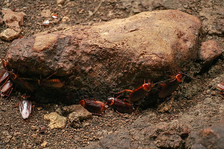 特写墙上蟑螂的视线 六条腿 翅膀和两根天线的头部 棕色的红色病菌预防昆虫药品寄生虫动物群害虫宏观寄生丑角背景