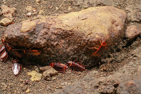 特写墙上蟑螂的视线 六条腿 翅膀和两根天线的头部 棕色的红色寄生虫漏洞病菌热带药品荒野害虫寄生动物疾病背景