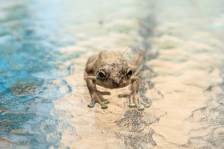 松木树蛙少年动物桌子热带青蛙婴儿玻璃大眼睛野生动物两栖背景图片